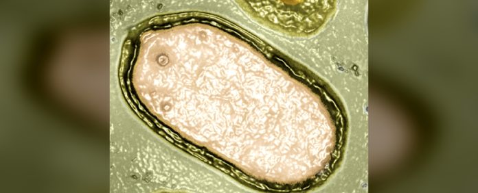 В океане обнаружены сотни загадочных гигантских вирусов | New-Science.ru