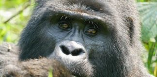 У человекообразных обезьян есть та же когнитивная основа для языка, что и у нас | New-Science.ru У человекообразных обезьян есть та же когнитивная основа для языка, что и у нас | New-Science.ru