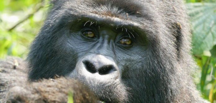 У человекообразных обезьян есть та же когнитивная основа для языка, что и у нас | New-Science.ru