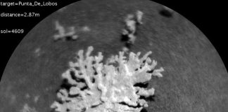 На Марсе нашли «коралл»: почему рельеф Красной планеты часто обманывает зрение | New-Science.ru На Марсе нашли «коралл»: почему рельеф Красной планеты часто обманывает зрение | New-Science.ru