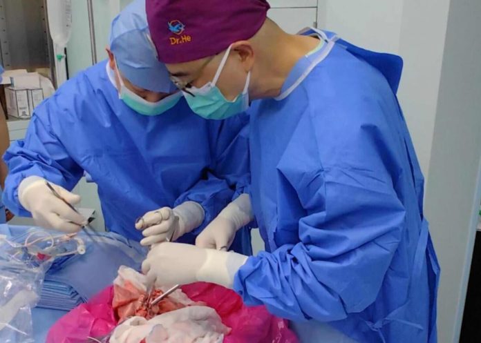 Китайские ученые провели первую трансплантацию легкого свиньи человеку | New-Science.ru