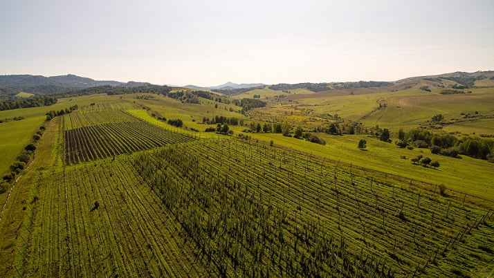 Производитель, который смог: пивзавод с собственным хмелекомплексом