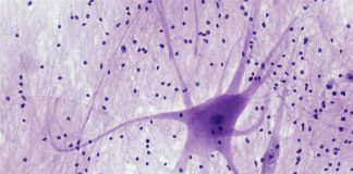 Исследование показало, что вакцина против столбняка значительно снижает риск развития болезни Паркинсона | New-Science.ru Исследование показало, что вакцина против столбняка значительно снижает риск развития болезни Паркинсона | New-Science.ru