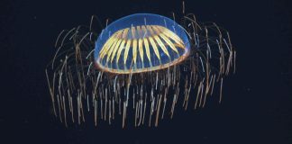 Ученые создали первые в мире биологические кубиты из флуоресцентных белков | New-Science.ru Ученые создали первые в мире биологические кубиты из флуоресцентных белков | New-Science.ru