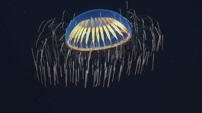 Ученые создали первые в мире биологические кубиты из флуоресцентных белков | New-Science.ru