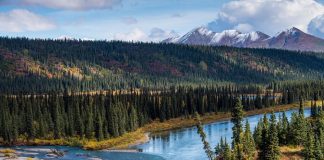 Тайга в аренду: углеродные кредиты от правительства — Бизнес-журнал B-MAG — российский деловой журнал Тайга в аренду: углеродные кредиты от правительства — Бизнес-журнал B-MAG — российский деловой журнал