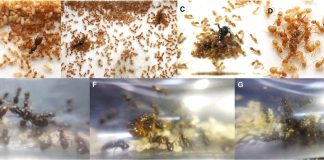 Учёные зафиксировали, как муравьиная матка-паразит заставляет рабочих убить их собственную мать с помощью «химического оружия» | New-Science.ru Учёные зафиксировали, как муравьиная матка-паразит заставляет рабочих убить их собственную мать с помощью «химического оружия» | New-Science.ru