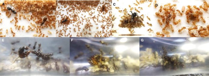 Учёные зафиксировали, как муравьиная матка-паразит заставляет рабочих убить их собственную мать с помощью «химического оружия» | New-Science.ru