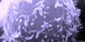 Учёные открыли уникальные иммунные клетки, способные замедлять старение | New-Science.ru Учёные открыли уникальные иммунные клетки, способные замедлять старение | New-Science.ru