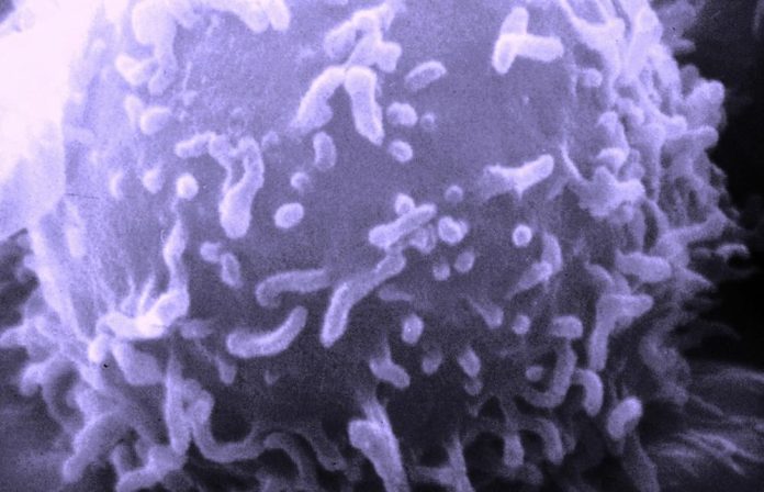 Учёные открыли уникальные иммунные клетки, способные замедлять старение | New-Science.ru