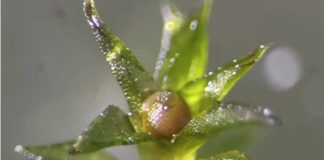 Споры мха выжили в открытом космосе и проросли после возвращения на Землю | New-Science.ru Споры мха выжили в открытом космосе и проросли после возвращения на Землю | New-Science.ru