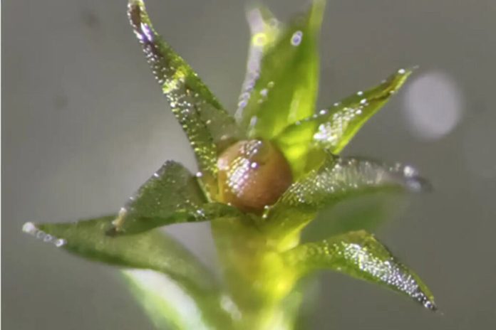 Споры мха выжили в открытом космосе и проросли после возвращения на Землю | New-Science.ru