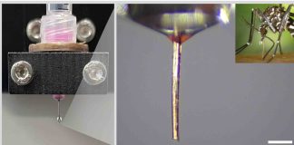 Ученые используют хоботок комара для создания микро-сопла 3D-принтера | New-Science.ru Ученые используют хоботок комара для создания микро-сопла 3D-принтера | New-Science.ru