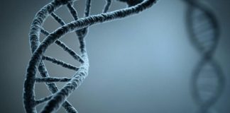 Ученые обнаружили новую «горячую точку» возникновения мутаций в человеческом геноме | New-Science.ru Ученые обнаружили новую «горячую точку» возникновения мутаций в человеческом геноме | New-Science.ru