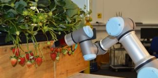 Brexit заставил ученых разрабатывать роботов-сборщиков клубники Brexit заставил ученых разрабатывать роботов-сборщиков клубники