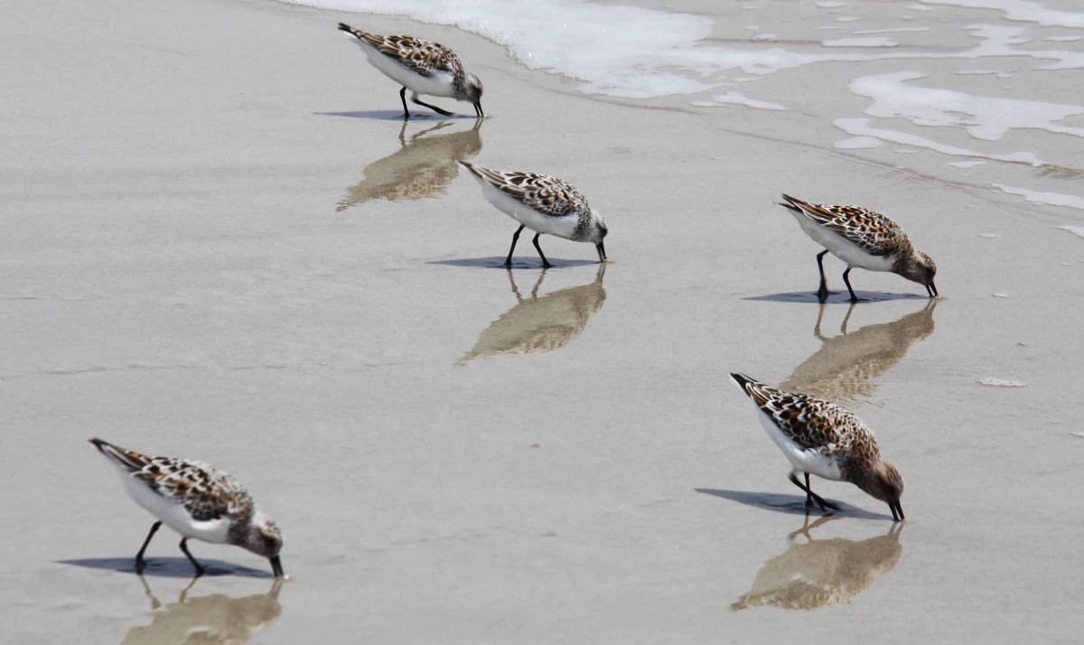 Дистанционное осязание