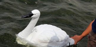 В Сингапуре запустили роботизированных лебедей для контроля качества воды В Сингапуре запустили роботизированных лебедей для контроля качества воды