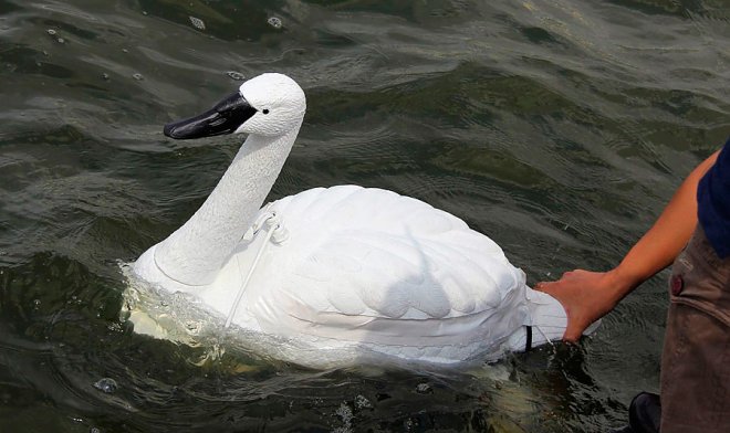 Роботизированный лебедь Роботизированный лебедь