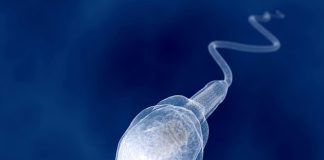 Американские учёные создали синтетических биороботов Американские учёные создали синтетических биороботов