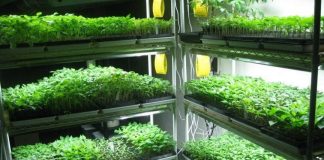 Микрозелень как бизнес: в чем привлекательность дела для предпринимателей — Бизнес-журнал B-MAG — российский деловой журнал Микрозелень как бизнес: в чем привлекательность дела для предпринимателей — Бизнес-журнал B-MAG — российский деловой журнал