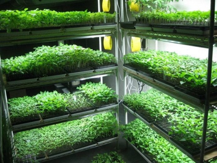 Микрозелень как бизнес: в чем привлекательность дела для предпринимателей — Бизнес-журнал B-MAG — российский деловой журнал