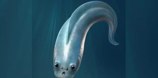 Древнейшие предки людей оказались четырехглазыми существами | New-Science.ru Древнейшие предки людей оказались четырехглазыми существами | New-Science.ru