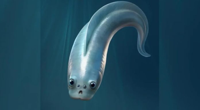 Древнейшие предки людей оказались четырехглазыми существами | New-Science.ru